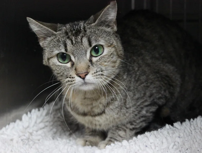 A young medium-sized female Domestic Short Hair cat named Evie for adoption in Pasadena, CA