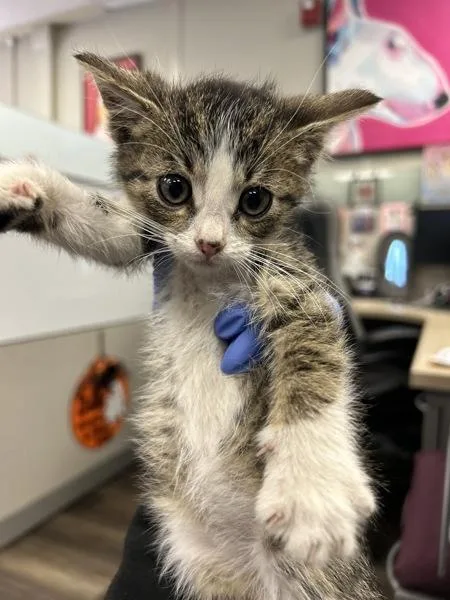 A baby small-sized male Domestic Short Hair cat named Oats for adoption in Victorville, CA