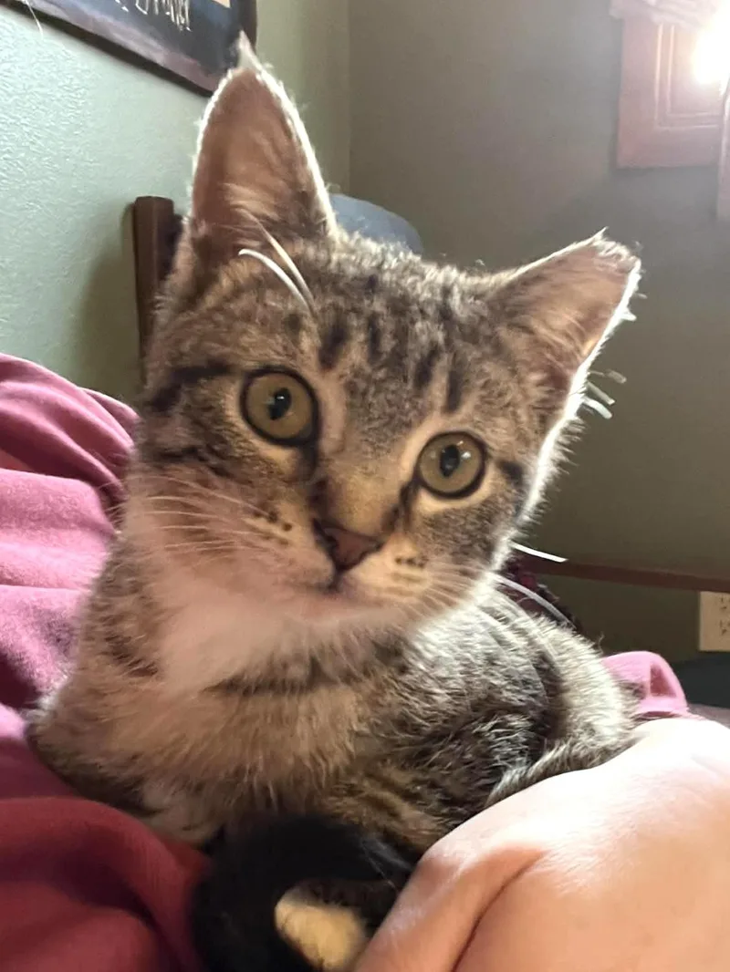 A baby small-sized female Tabby (Gray / Blue / Silver) Domestic Short Hair cat named Moon Pie for adoption in Belvidere, IL