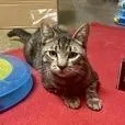 An adult medium-sized male Brown / Chocolate Domestic Short Hair cat named Sushi for adoption in Pasadena, CA
