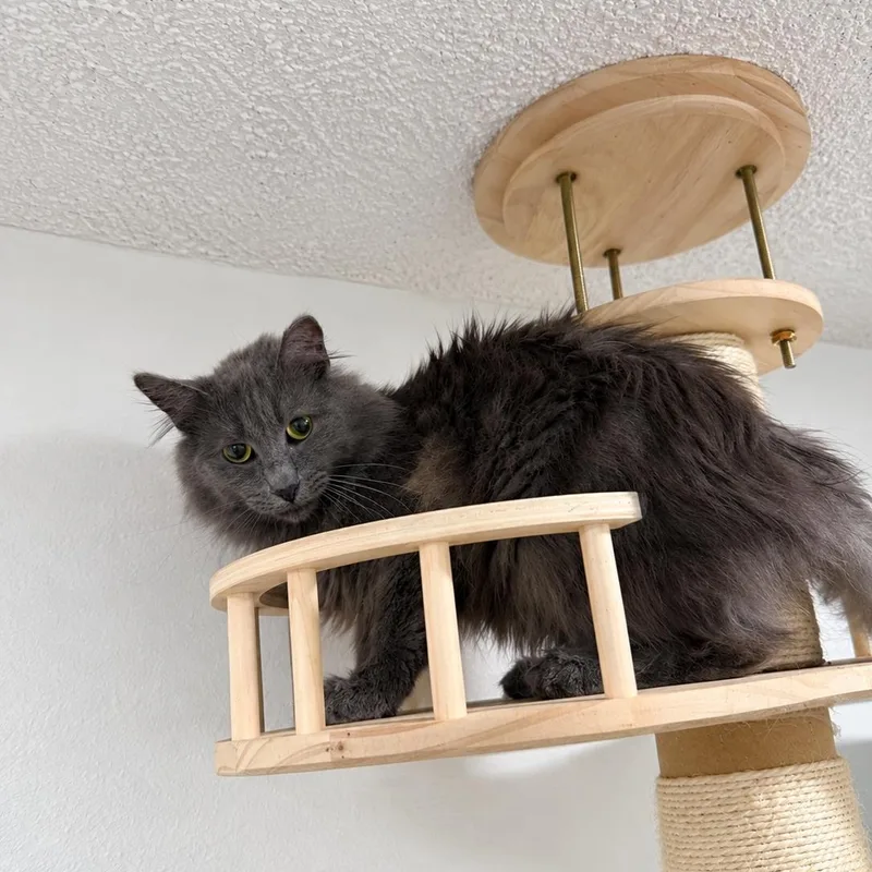 An adult medium-sized male Gray / Blue / Silver Nebelung cat named Shadow for adoption in Fresno, CA
