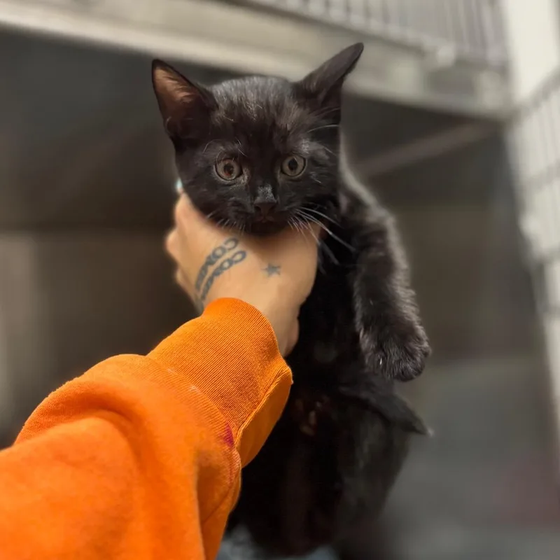 A baby small-sized male Domestic Short Hair cat named Bebe for adoption in Nashville, IN