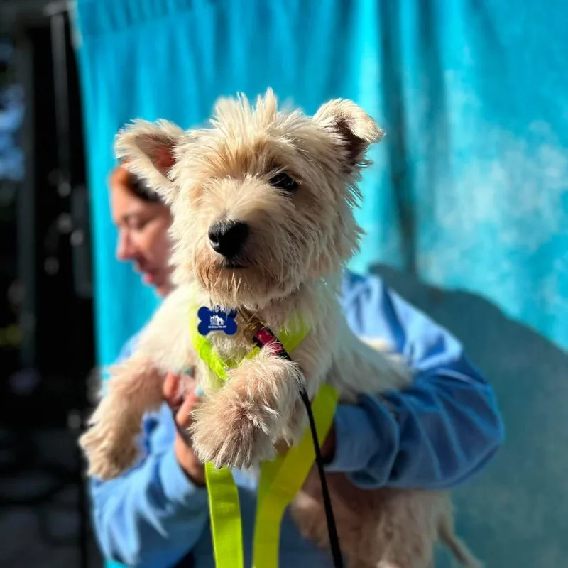 An adult medium-sized female White / Cream West Highland White Terrier / Westie dog named Jordan for adoption in St. Charles, IL