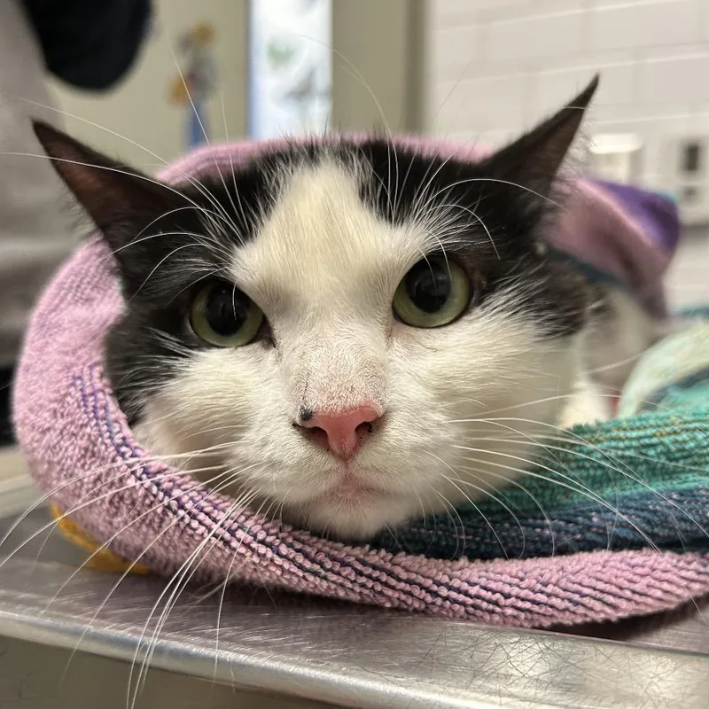 A young medium-sized female Black Domestic Short Hair cat named Brooke for adoption in Pittsburgh, PA