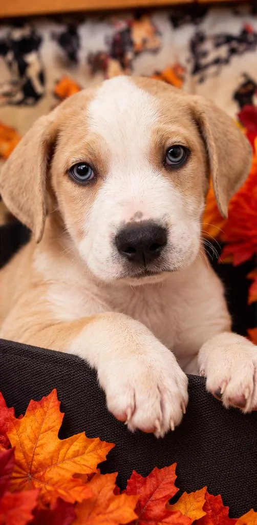 A baby medium-sized male Pit Bull Terrier dog named Rolo for adoption in Sumter, SC