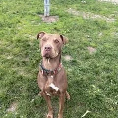 An adult large-sized female American Staffordshire Terrier dog named Gracie for adoption in Taunton, MA