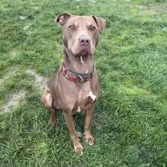 Gracie thumbnail 2