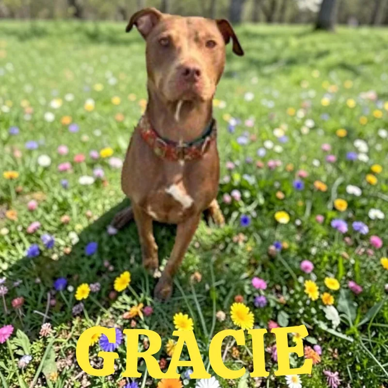 Gracie thumbnail 3