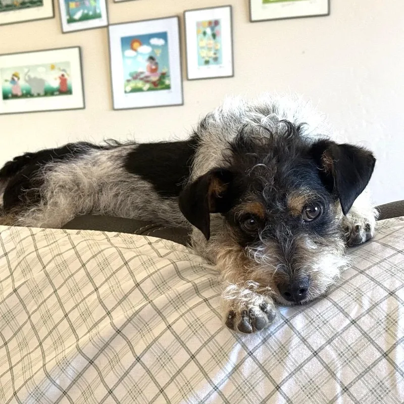 A young small-sized male Black Terrier dog named Cooper for adoption in San Diego, CA