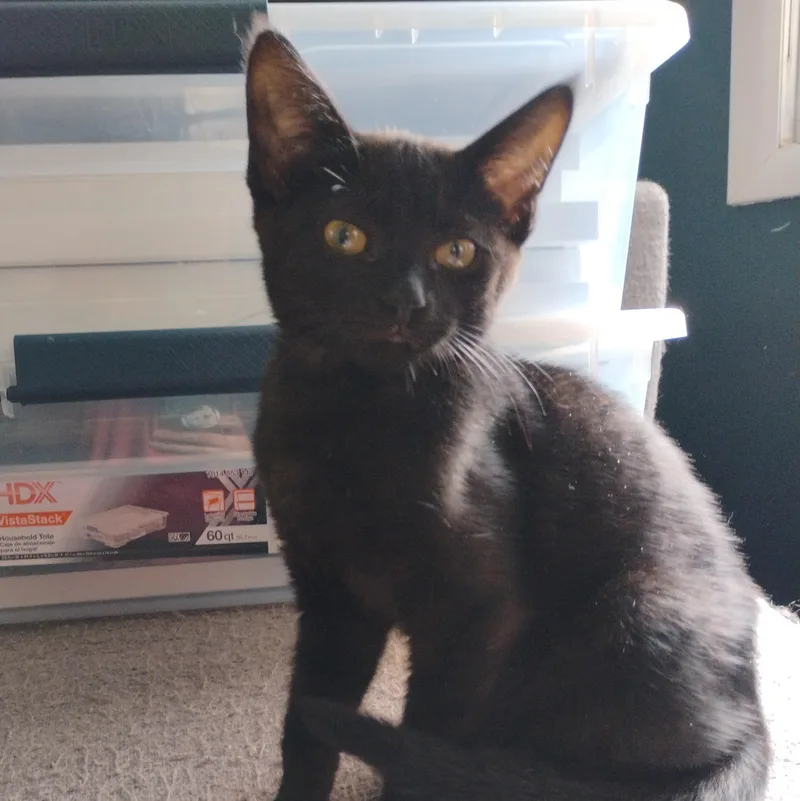 A young medium-sized male American Shorthair cat named Felix for adoption in Waveland, IN