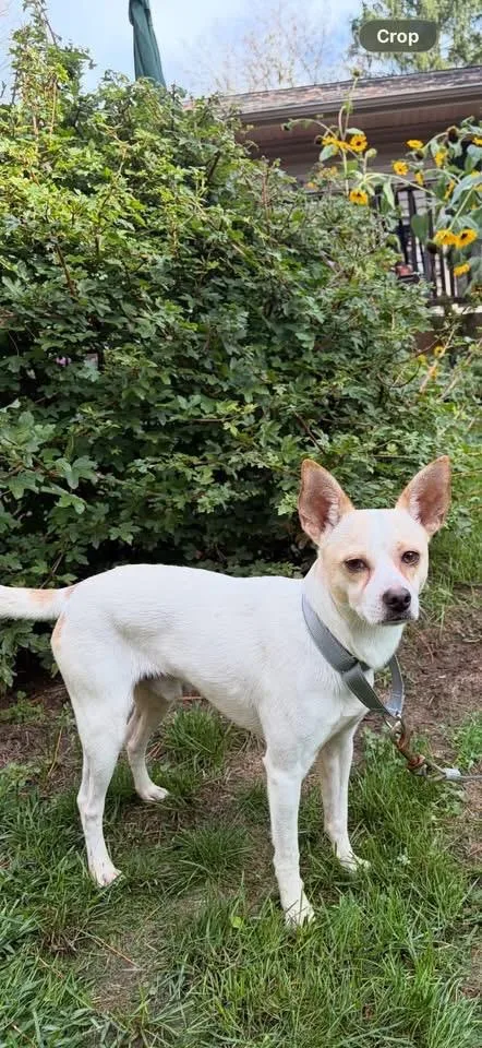 An adult small-sized male Terrier dog named Pablo for adoption in Charlotte, MI