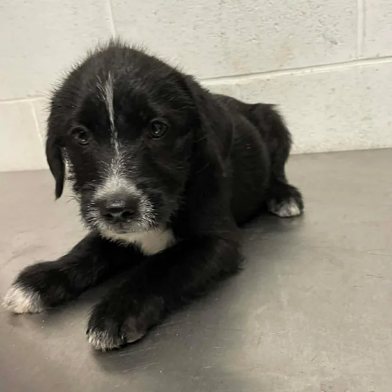 Savannah C thumbnail 4