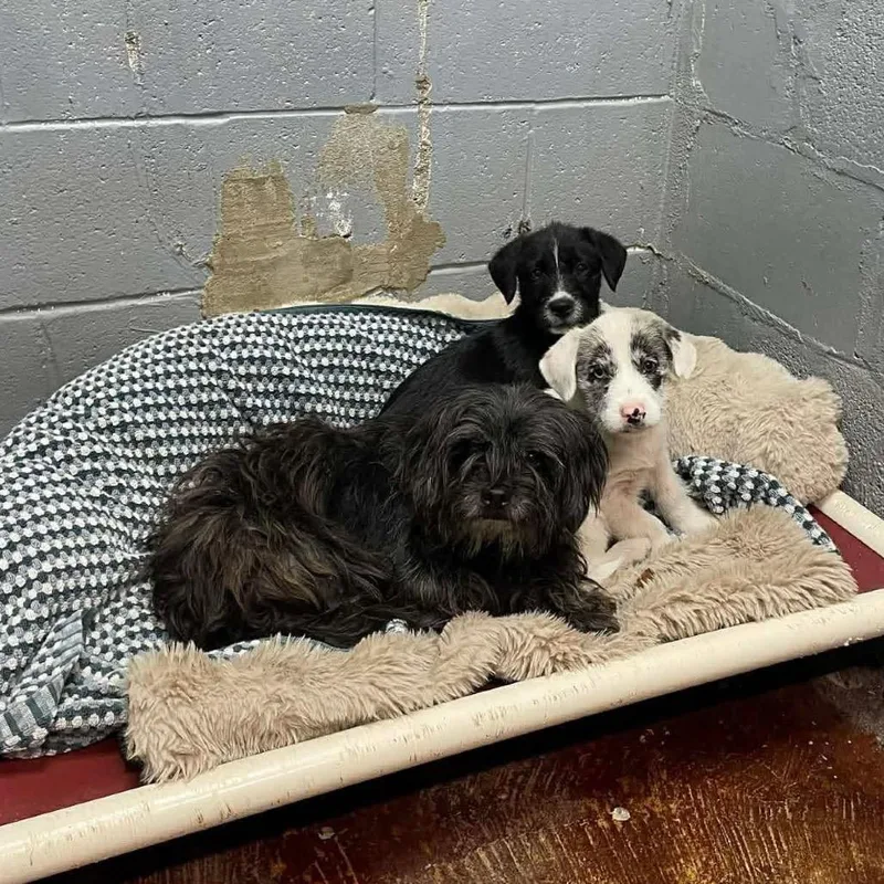 Savannah C thumbnail 5