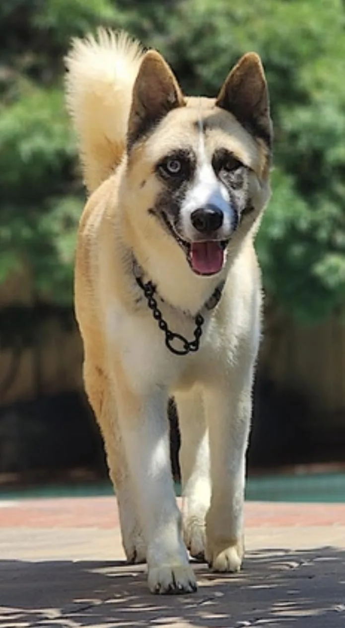 Hatchi thumbnail 4