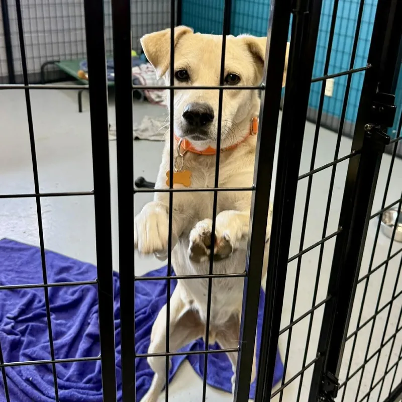 An adult medium-sized male White / Cream Mixed Breed dog named Oscar for adoption in Bend, OR