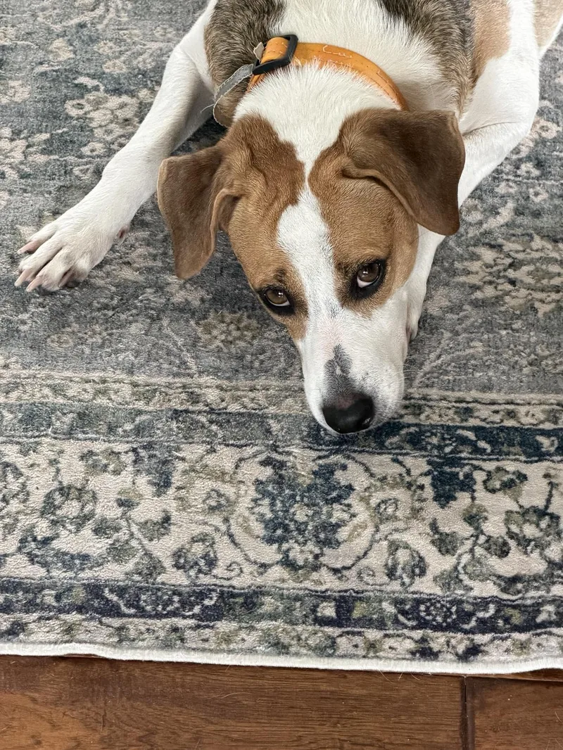 An adult medium-sized female Tricolor (Brown, Black, & White) Beagle dog named Dali for adoption in Columbia, MD