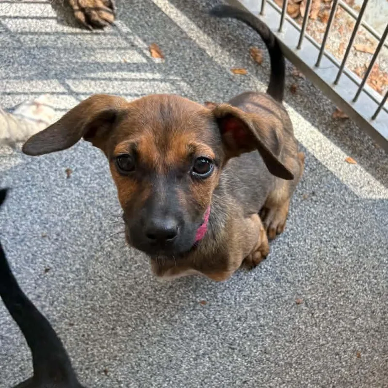 A baby small-sized female Bicolor Terrier dog named Toffee for adoption in Ayden, NC