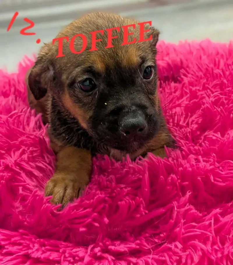 Toffee thumbnail 2