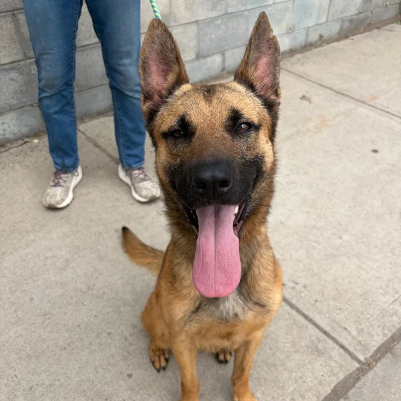 A young large-sized male Yellow / Tan / Blond / Fawn Belgian Shepherd / Malinois dog named Biggie for adoption in Newark, NJ