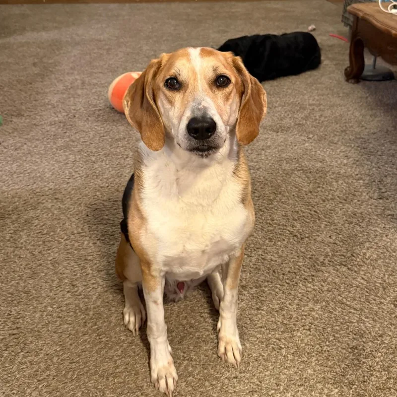 An adult medium-sized male Yellow / Tan / Blond / Fawn Hound dog named Nick for adoption in Columbia, MO