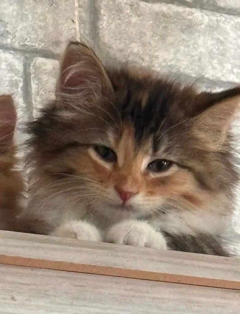 Snickers