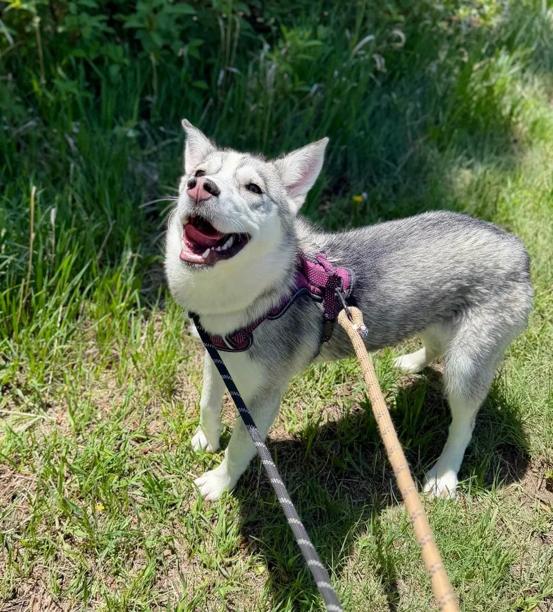 A baby medium-sized female Husky dog named Genialina Edy Son for adoption in Fort Lupton, CO