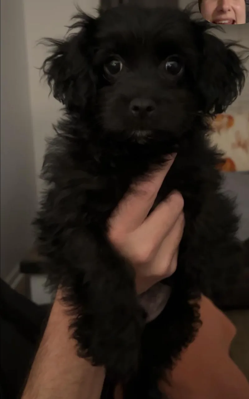 A baby small-sized male Poodle dog named Lucas for adoption in Rock Hill, SC