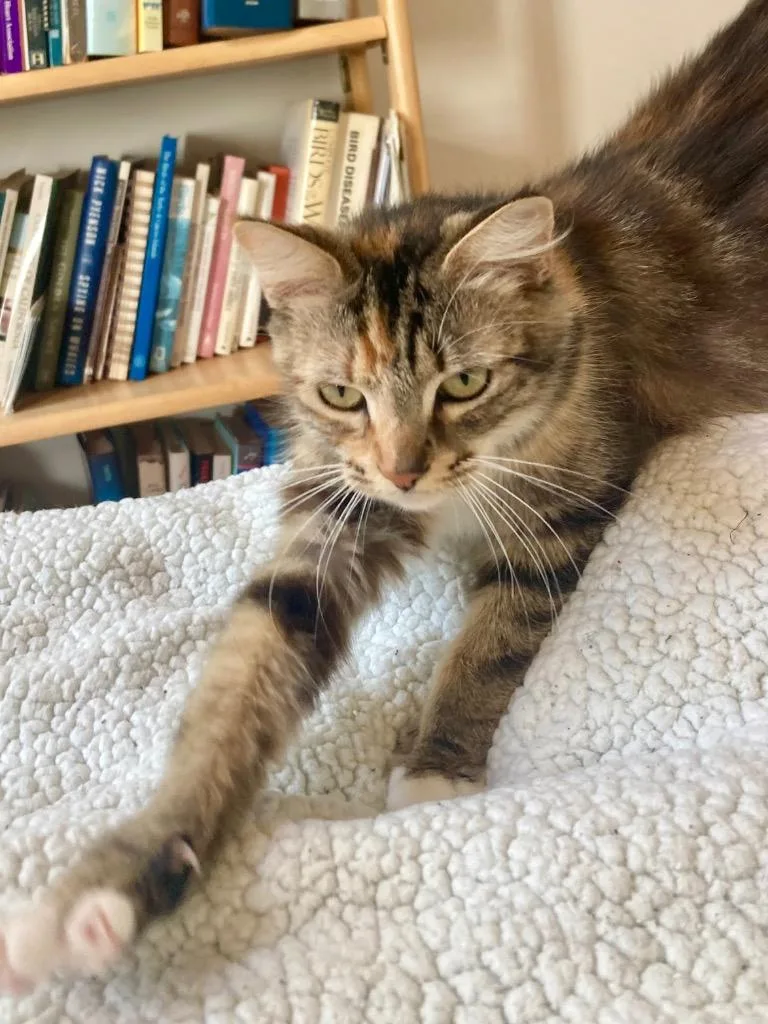A young medium-sized female Tabby cat named Mary for adoption in San Pedro, CA