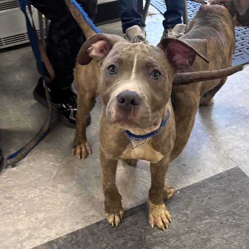 A baby medium-sized male Brindle Mixed Breed dog named Meric for adoption in Philadelphia, PA