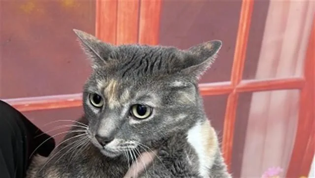 A young small-sized female Domestic Short Hair cat named Apple Pie for adoption in San Bernardino, CA