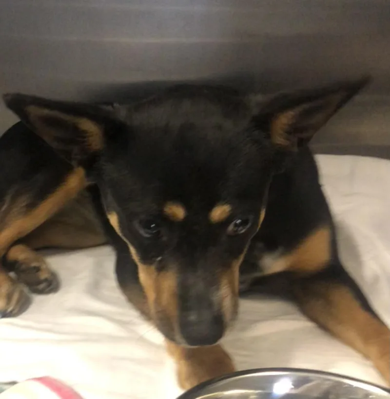 A young medium-sized female Brown / Chocolate Australian Cattle Dog / Blue Heeler dog named Carolina for adoption in Parma, OH