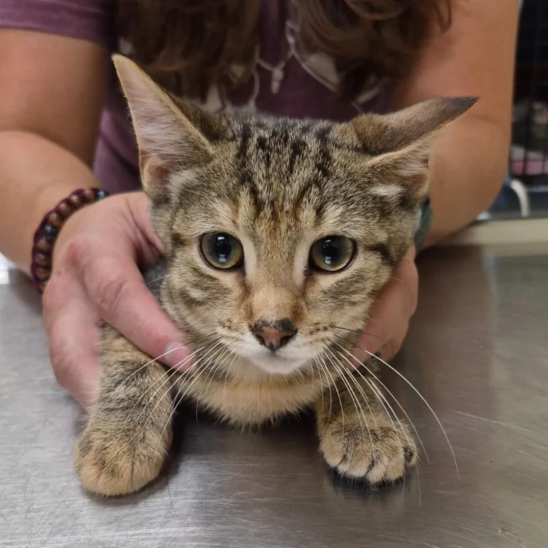 A baby medium-sized female Domestic Short Hair cat named Clarice for adoption in Christiansburg, VA