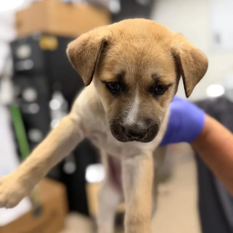 A baby small-sized female Yellow / Tan / Blond / Fawn Mixed Breed dog named Neptune for adoption in League City, TX