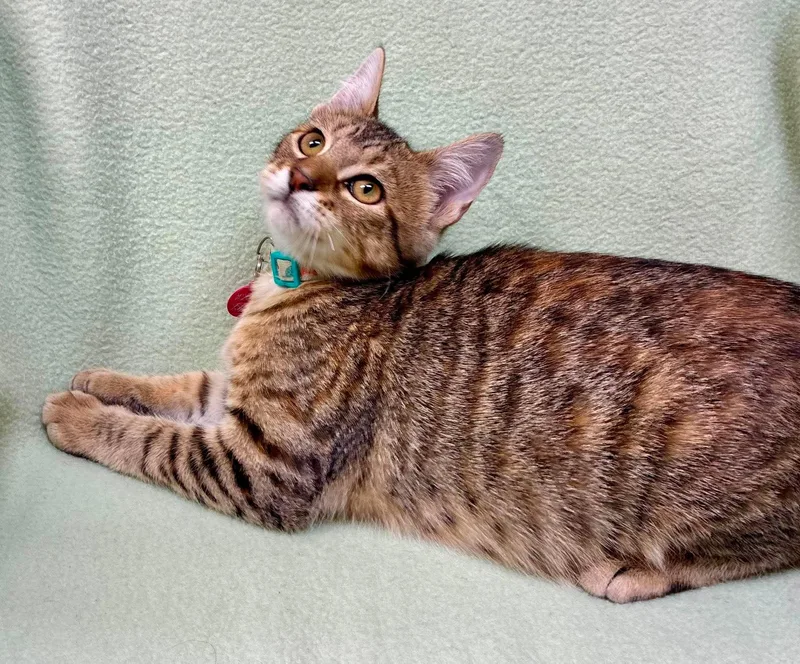 A baby medium-sized female Tabby (Tiger Striped) Domestic Short Hair cat named Caraway for adoption in Alexandria, MN