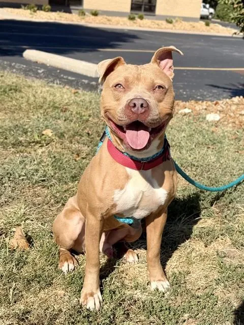 A young medium-sized male Terrier dog named Blue for adoption in Olivette, MO