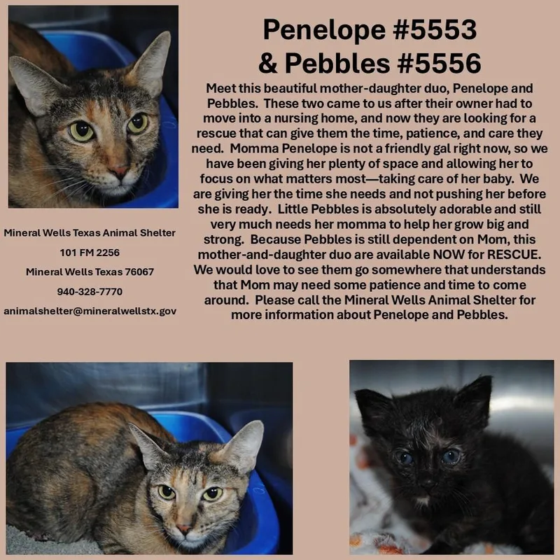 A baby medium-sized female Domestic Short Hair cat named Pebbles for adoption in Mineral Wells, TX