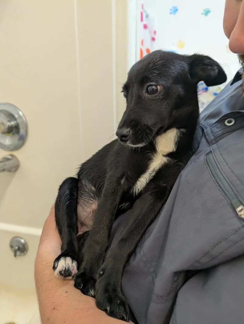 A young small-sized female Black Border Collie dog named Astrid for adoption in Delhi, NY