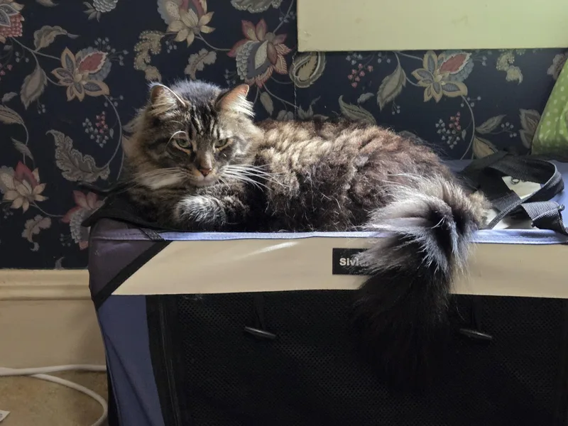 An adult large-sized male Tabby (Brown / Chocolate) Maine Coon cat named Zeus for adoption in Fort Worth, TX