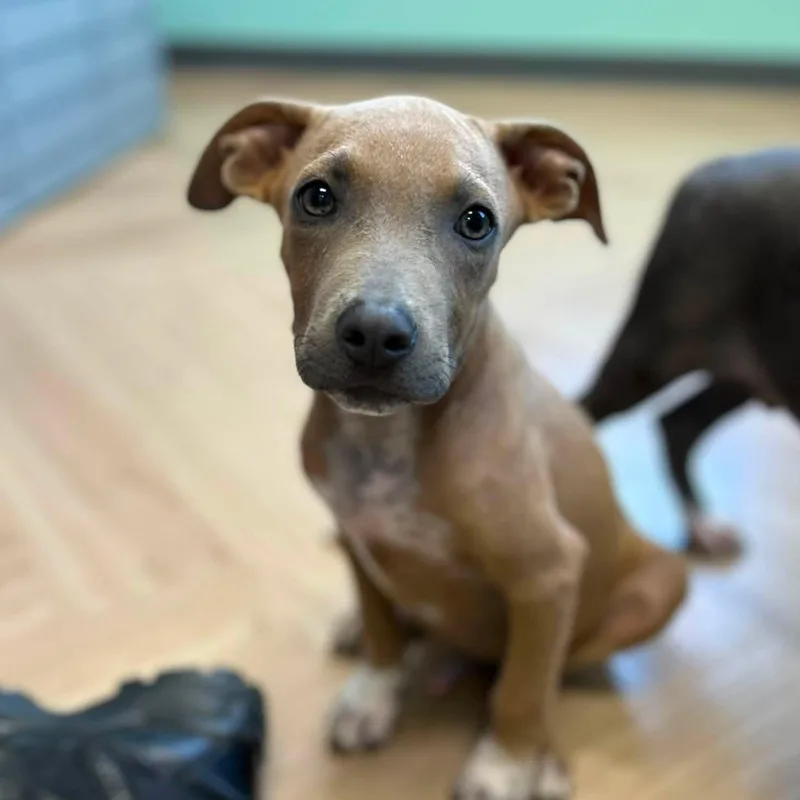A baby medium-sized male Hound dog named Tank for adoption in Manchester, TN