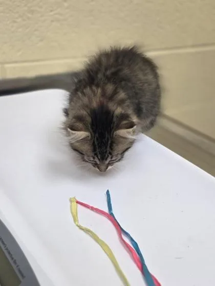 A baby small-sized female Domestic Short Hair cat named Tasha for adoption in Westland, MI