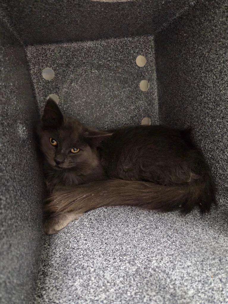 A baby small-sized female Domestic Long Hair cat named Trivette for adoption in Athens, TN