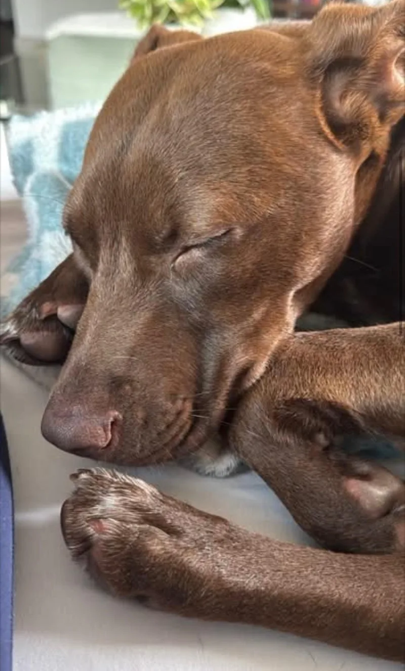 A young large-sized male Brown / Chocolate American Staffordshire Terrier dog named Milo for adoption in Tomball, TX