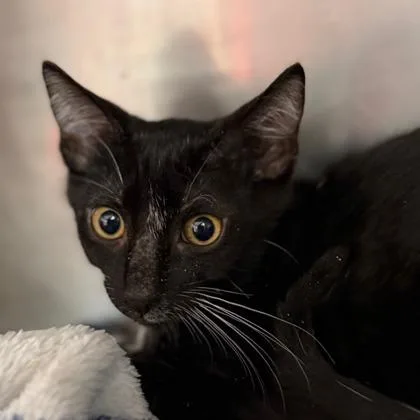 A baby small-sized male Domestic Short Hair cat named Risotto for adoption in West Chester, PA