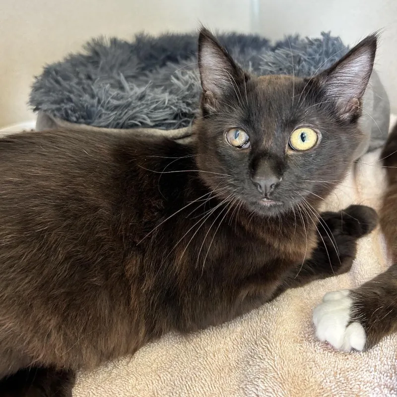 A baby medium-sized male Black Domestic Short Hair cat named Jet for adoption in Redwood City, CA