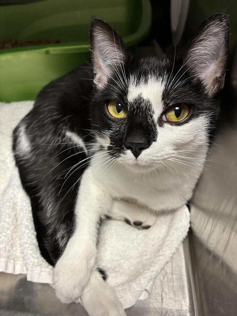 A young medium-sized female Black & White / Tuxedo Domestic Short Hair cat named Elvira for adoption in Georgetown, KY