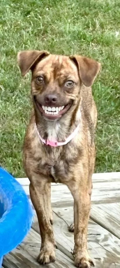 A young small-sized female Pug dog named Little Girl for adoption in North Prairie, WI