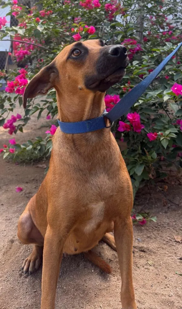 A young medium-sized female Black Mouth Cur dog named Lili for adoption in San Diego, CA