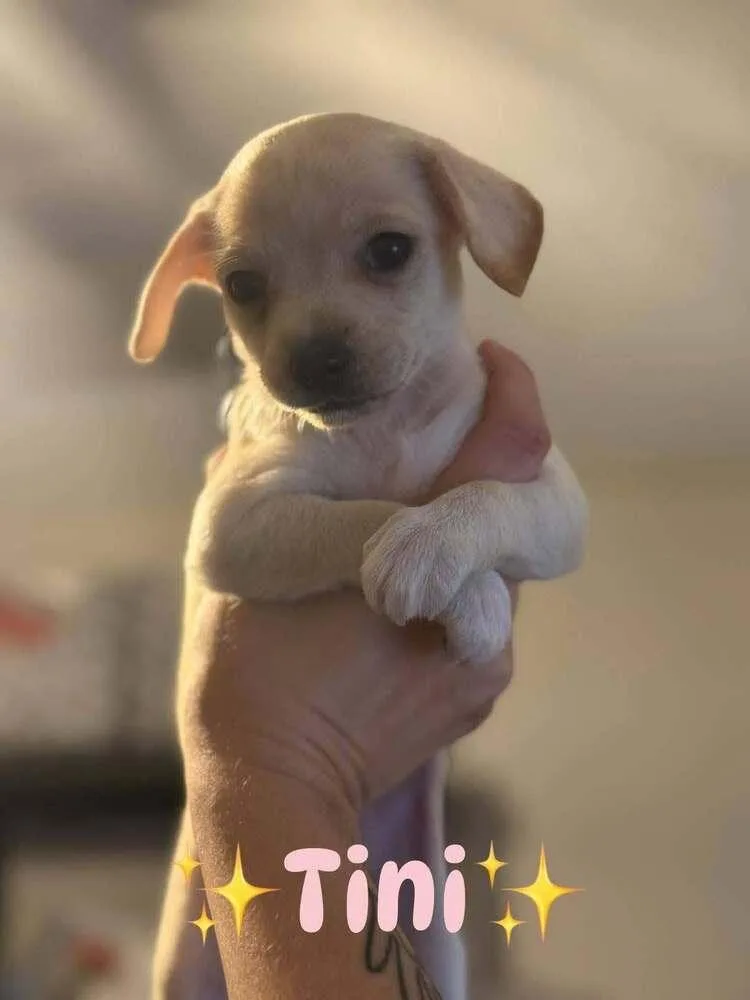 Tini