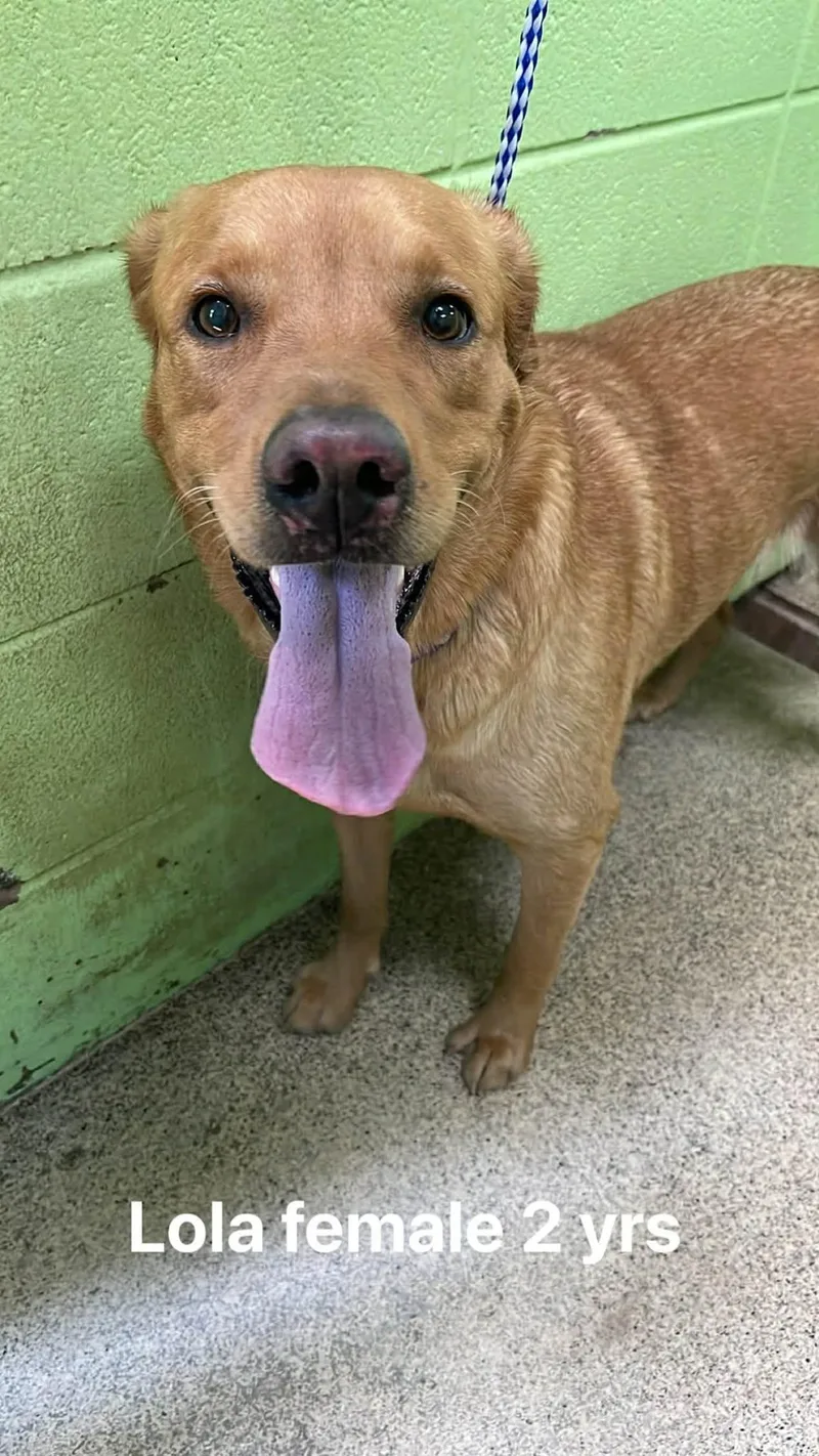An adult medium-sized female Golden Labrador Retriever dog named Lola for adoption in Fort Payne, AL