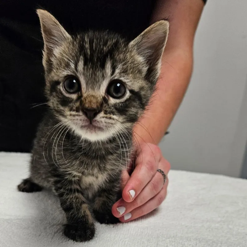A baby small-sized male Domestic Short Hair cat named Pony Boy for adoption in Oneonta, NY